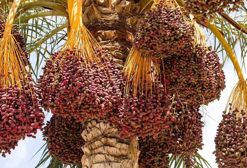 ضعف بسته‌بندی و بازاریابی خرما در جنوب کرمان